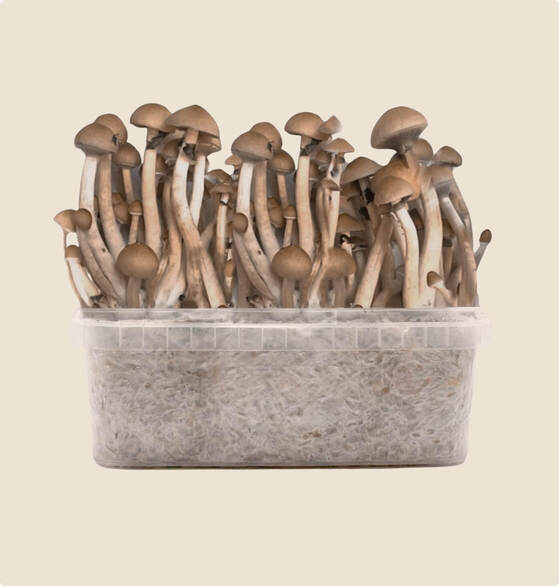 najlepszy zestaw B+ do uprawy, 1200 ml