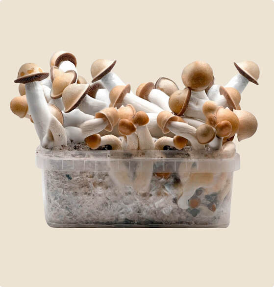 najlepszy zestaw Penis Envy do uprawy, 1200 ml